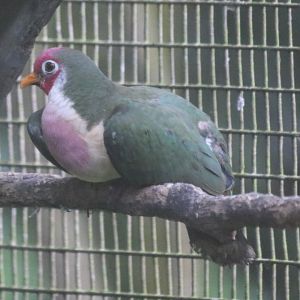 Jambu Fruit Dove