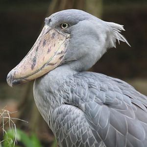 Shoebill