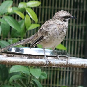 Long-tailed Mockingbird