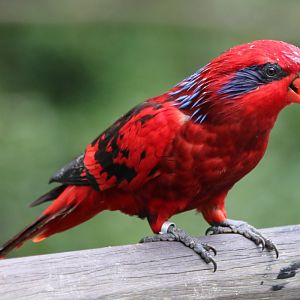 Blue-streaked Lory