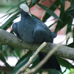 White-crowned Pigeon