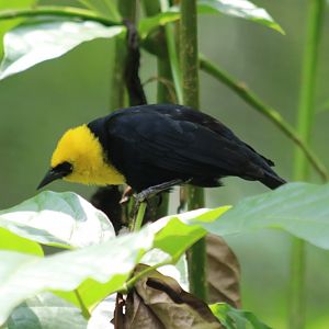 Yellow-hooded Blackbird