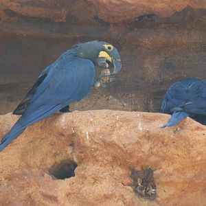 Lear's Macaws