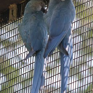 Spix's Macaws
