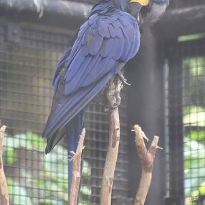 Hyacinth Macaw