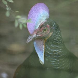 Green Junglefowl