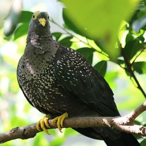 African Olive Pigeon