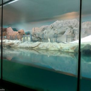 Indoor Penguin Enclosure