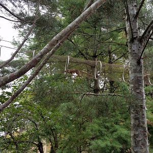 Fossa using Treetops Trail