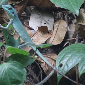 Green Crested Lizard - Pulau Ubin