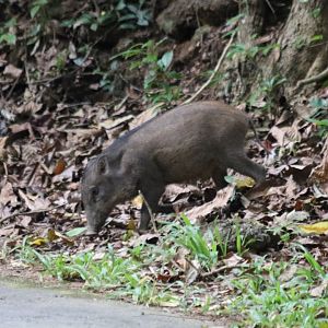 Wild Boar - Pulau Ubin