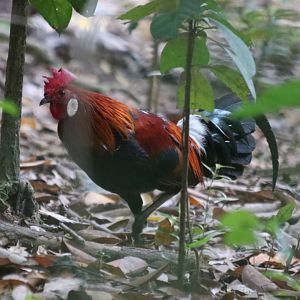 Red Junglefowl - Pulau Ubin