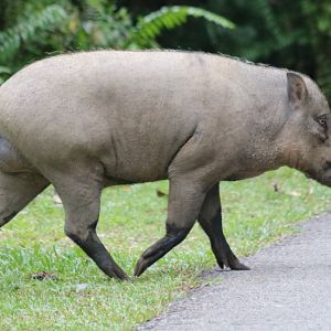 Wild Boar - Pulau Ubin