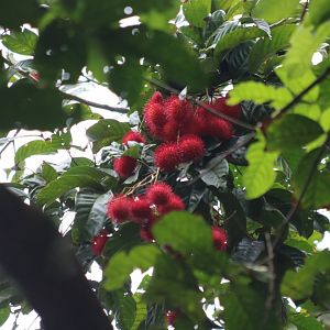 Rambutans - Pulau Ubin