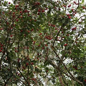 Rambutans - Pulau Ubin