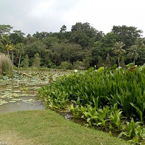 Scenery - Pulau Ubin