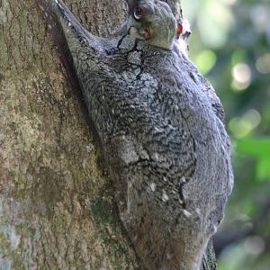 Colugo - Bukit Timah