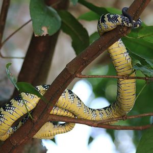 Wagler's Pit Viper - Bukit Timah