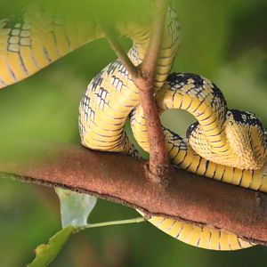 Wagler's Pit Viper - Bukit Timah