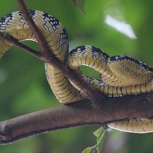 Wagler's Pit Viper - Bukit Timah