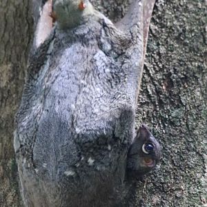 Colugo with Cute Widdle Baby - Bukit Timah