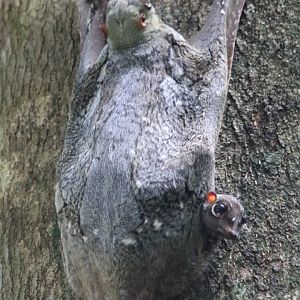 Colugo with Cute Widdle Baby - Bukit Timah