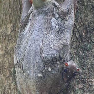 Colugo with Cute Widdle Baby - Bukit Timah