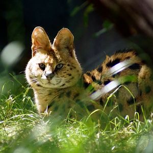 Serval
