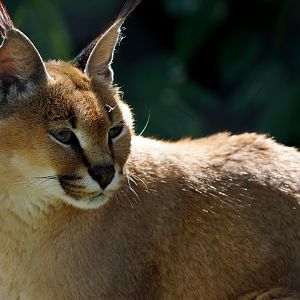 Caracal