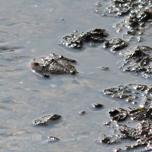 Horseshoe Crab - Sungei Buloh