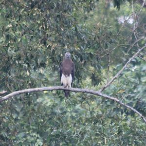 Grey-headed Fish-eagle - Sungei Buloh