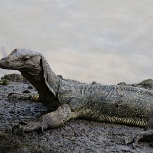 Water Monitor - Sungei Buloh