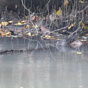 Saltwater Crocodile with Fish - Sungei Buloh