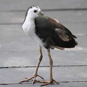 White-breasted Waterhen - Sungei Buloh