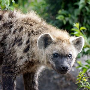 Spotted Hyena