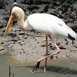 Milky Stork - Sungei Buloh