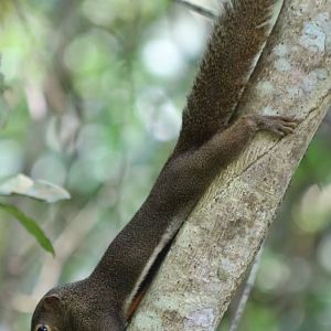Plantain Squirrel - Sungei Buloh