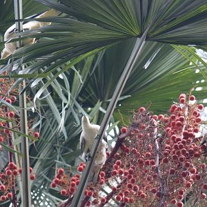 Pied Imperial Pigeons - Singapore Botanic Gardens