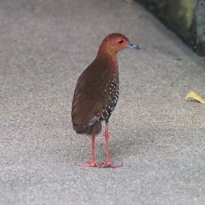 Red-legged Crake - Singapore Botanic Gardens