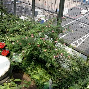 Changi Airport Butterfly Garden