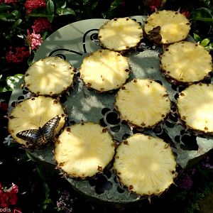 Changi Airport Butterfly Garden