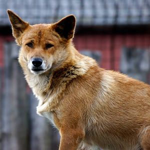 Dingo