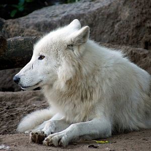 Canadian White Wolf
