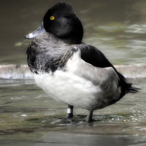 Male Eclipsed Ring Necked Duck