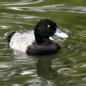 Greater Scaup