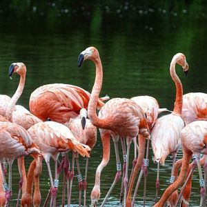 Chilean Flamingos