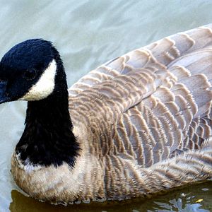 Cackling Goose