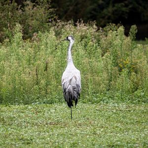 Common Crane