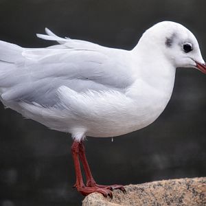 black headed seagull