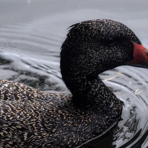 Freckled Duck